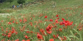 Revitalizácia sídliskového priestoru Agátka - Trnava | Green Architecture